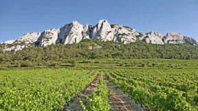 Wie sich eine deutsche Winzerin in der Provence durchgesetzt hat