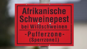 Die Schweinepest ist nicht vorbei