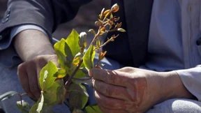 100 Kilogramm der Rauschpflanze Khat im Gepäck entdeckt