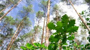 Das wurde im Klimapaket der Bundesregierung festgelegt