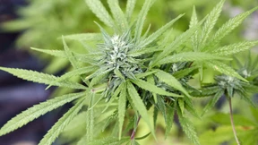 Leserbriefe vom 5. Dezember 2023