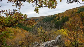 Im Wispertal soll ein Urwald wachsen