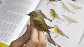 Hört, hört, es ruft Tä-tä-LÜÜit