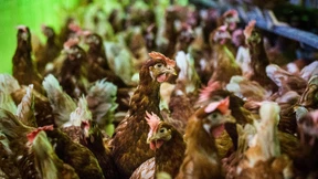 Zu viele Antibiotika in deutschen Hühnerställen