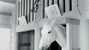 Wenn das Tier dich sieht