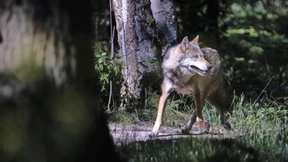 Sechs Territorien mit Rudeln: