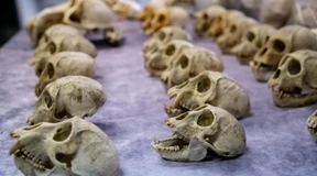 Pariser Flughafenzoll beschlagnahmt Hunderte Affenschädel