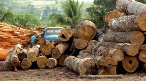 Schlechtes Zeugnis für Klimaschutz-Zertifikate