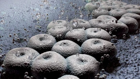 Koordinierter Kampf gegen Killerkeime