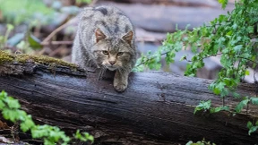Wildkatzen auf der Spur