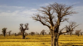 Brotbäume im Gepäck