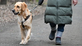 Auf den Hund gekommen