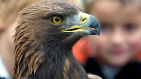 Adler-Video war Fälschung