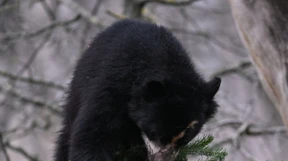 60 Andenbären in Bolivien entdeckt