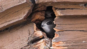 Nur ein kleines Schlupfloch