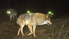 Der Wolf am Schafspelz