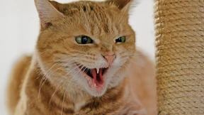 Zweite Runde vor Gericht über Biss einer Katze 