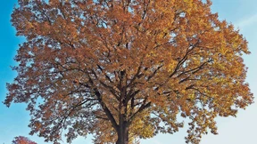 Spechte als Helfer der Förster