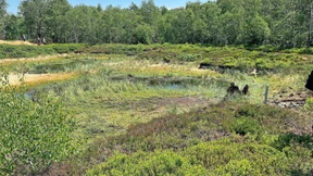 Wie Rohrkolben das Moor schützen können