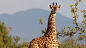 Die Evolution des Turmbaus