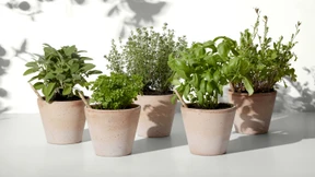 Erst aufs Auge, dann in den Blumentopf