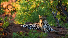 Der Leopard macht sich rar 