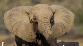 Flucht vor der Dürre