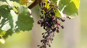 Ohne Kupfer geht es nicht