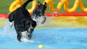 Hundebadetag in München