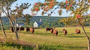 Weißer Goldrausch im Erzgebirge