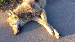 Haase: Es sieht nach Wolf aus