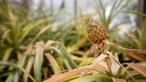 Die Ananas liebt warmen Mist