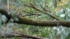Frauen setzen früheren Partner nackt im Wald aus
