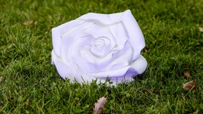 Rosen der Zuversicht in der Pandemie