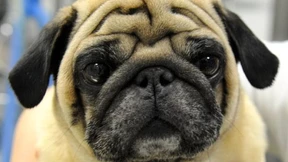 Die Stupsnase quält Mops und Bulldogge