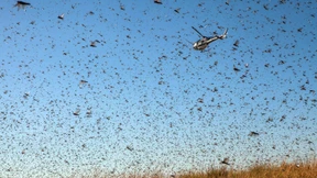 Apokalyptische Plage auf Madagaskar