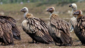 Eine halbe Million Tote nach Geiersterben