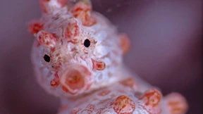 Die Traumtänzer der Meere