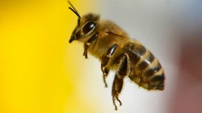 Gegengift gegen Bienenstiche wird getestet