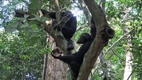 Schimpansen knacken Schildkröten