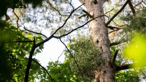 Voreilig eingeplante Bäume