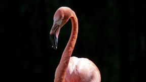 Meister der Wasserhydrodynamik