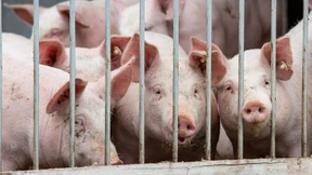 Tierwohlabgabe würde jeden Verbraucher 35 Euro im Jahr kosten