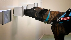 „Covidogs“ erschnüffeln das Coronavirus