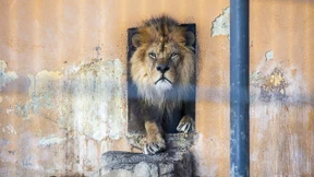 Löwen gehen nicht ins Homeoffice