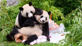 Die Pandabären Pit und Paule ziehen nach China