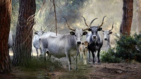 Diesen Blick vergisst du nie!