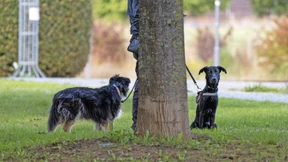 „Wenn Tiere sterben, ist das für den Täter ein Erfolg“