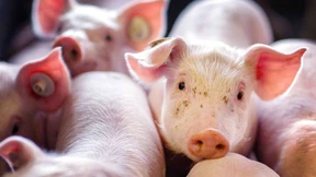 Schnitzel mit gutem Gewissen