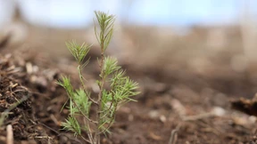 EU-Parlament stimmt für Renaturierungsgesetz